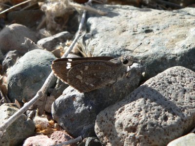 Sheep Skipper (Atrytonpsis edwardsii)