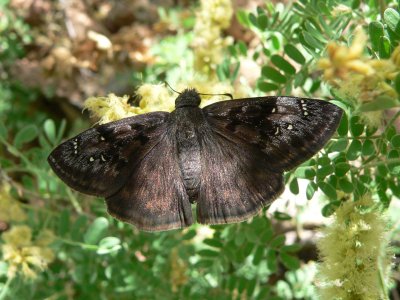 Meridian Duskywing (Erynnis meridianus)