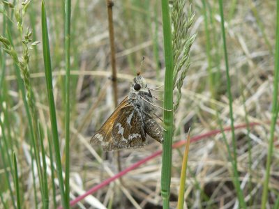 Morrison's Skipper (Stigna morrisoni)