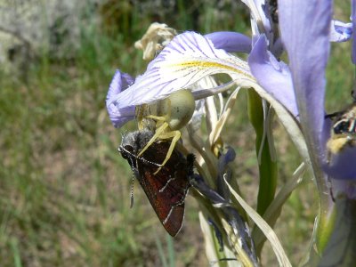 Thicket Hairstreak (Callophrys spinetorum)