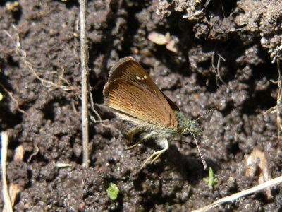 Russet Skipperling (Piruna pirus)