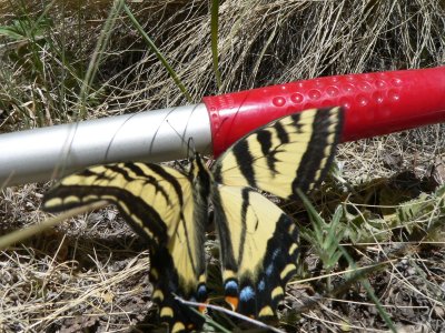 Tiger Swallowtail (Papilio rutulus)