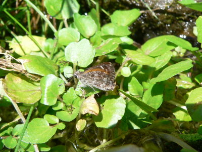 Cassus Roadside-Skipper (Amblyscirtes cassus)