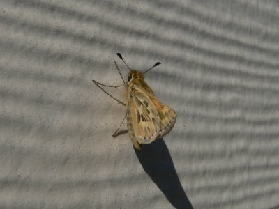 Sandhill Skipper (Polites sabuleti)