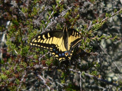 Anise Swallowtail (Papilio zelacaon)