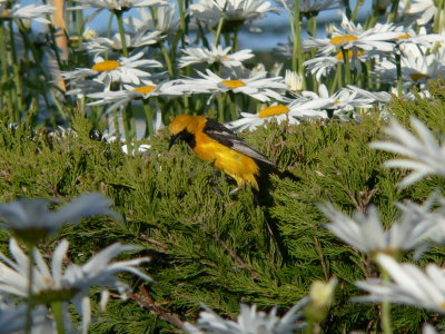 Hooded Oriole