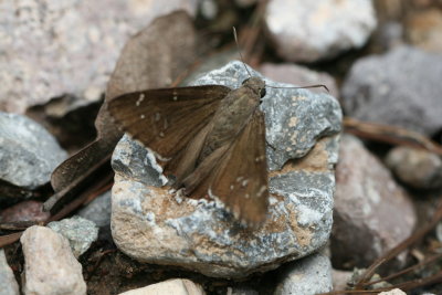 Drusius Cloudywing (Thorybes drusius)