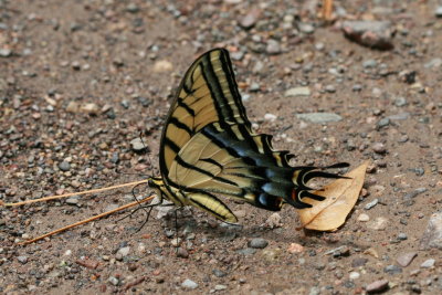 Two-tailed Swallowtail (Papilio multicaudata)