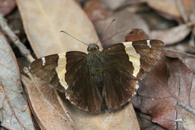 Gold Banded-Skipper (Autochton cellus)
