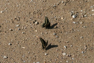 Black Swallowtail (Papilio polyxenes asterius)