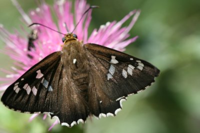 Arizona Araxes Skipper (Apyrrothrix araxes arizonae) - paristised