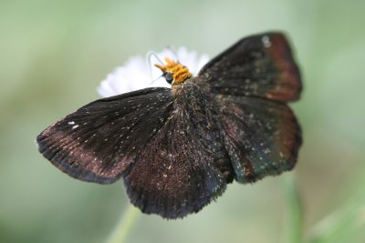 Golden-headed Sootywing (Staphylus ceos)