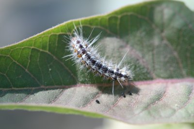 Tiger Moth Larva