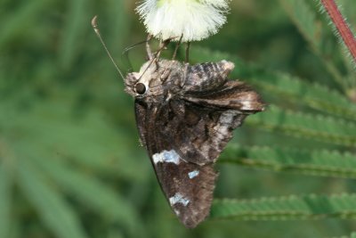 Arizona Mottled-Skipper (Contractus arizonensis)