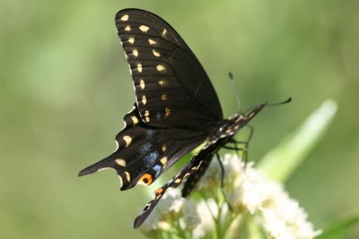 Black Swallowtail (Papilio polyxenes asterius)