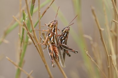 Snakeweed Grasshopper (Hesperotettix viridis viridis)