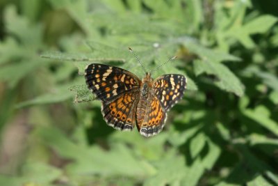 Painted Crescent (Phyciodes picta canace)