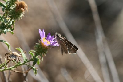 Eufala Skipper (Lerodea eufala eufala)