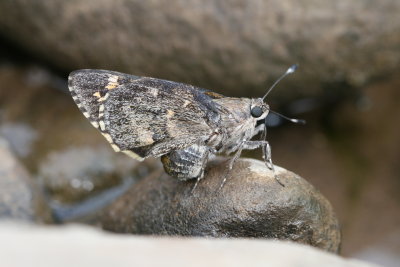 Bauer's Giant-Skipper (Agathymus baueri baueri)