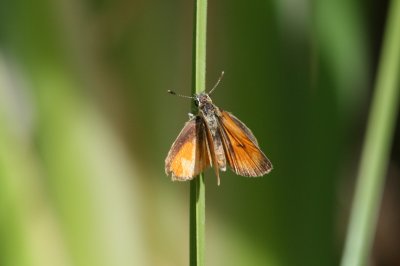 Tropical Least Skipper (Ancyloxpha arene)