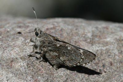 Arizona Giant Skipper (Agathymus aryxna)