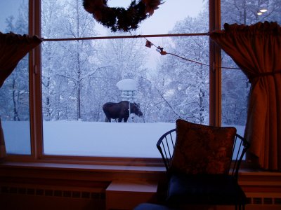 Back Home:  moose out the condo window