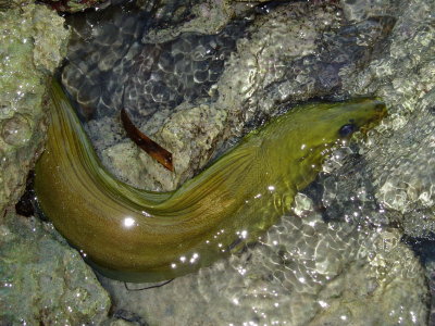 green eel