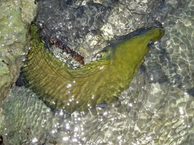 chilli pepper eel