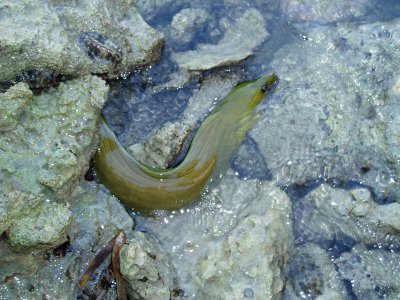 green eel two