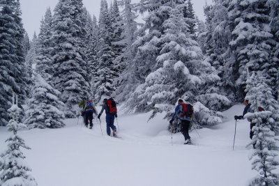 tree skiing