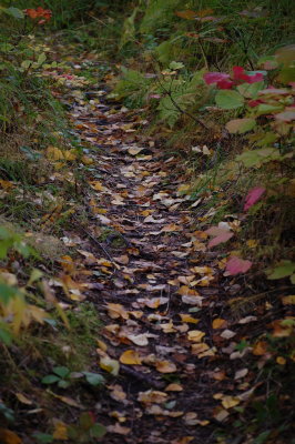 Path to the Plane