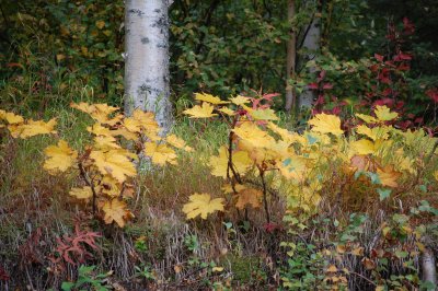 Fall Colors