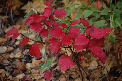 Fall Colors