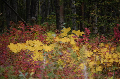 Fall Colors