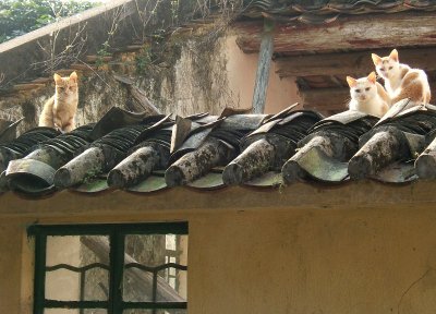 cats_on_roof.jpg