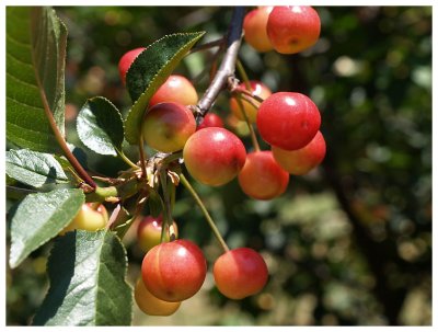 Cherries on the tree