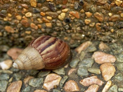 Snail in camouflage