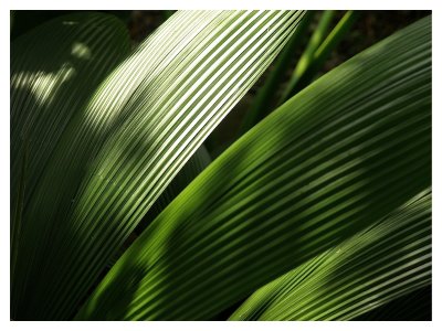 Sunlight & Leaves