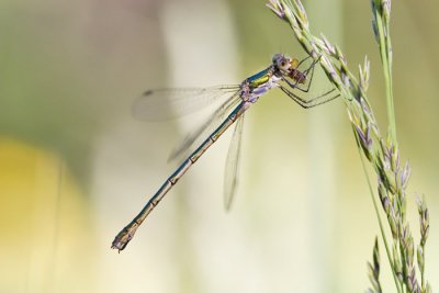  Emerald Damselfly, Vanlig metallvannymfe,Female