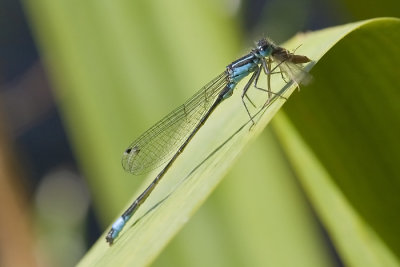 Blue-tailed Damselfly, Kystvannymfe, Ischnura elegans, Male