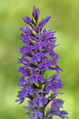 Dactylorhiza sp