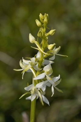 Nattfiol. Platanthera bifolia