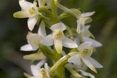 Nattfiol. Platanthera bifolia