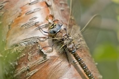 Common Hawker, Vanlig yenstikker, Aeshna juncea, Female