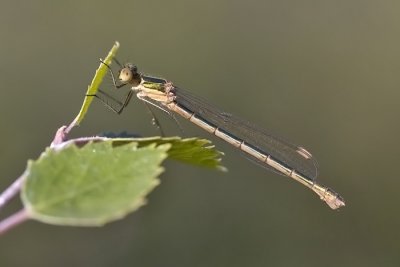  Emerald Damselfly, Vanlig metallvannymfe, Lestes sponsa, Female