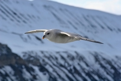 Northern Fulmar.jpg