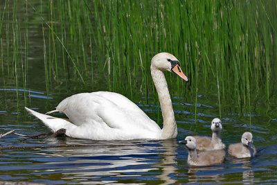 The Swan Family