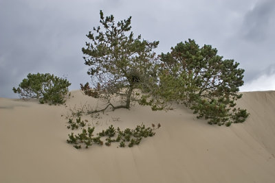 Raabjerg Mile