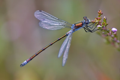  Emerald Damselfly, Vanlig metallvannymfe, Lestes sponsa, Male