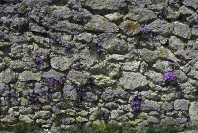Fleurs in the stone-wall